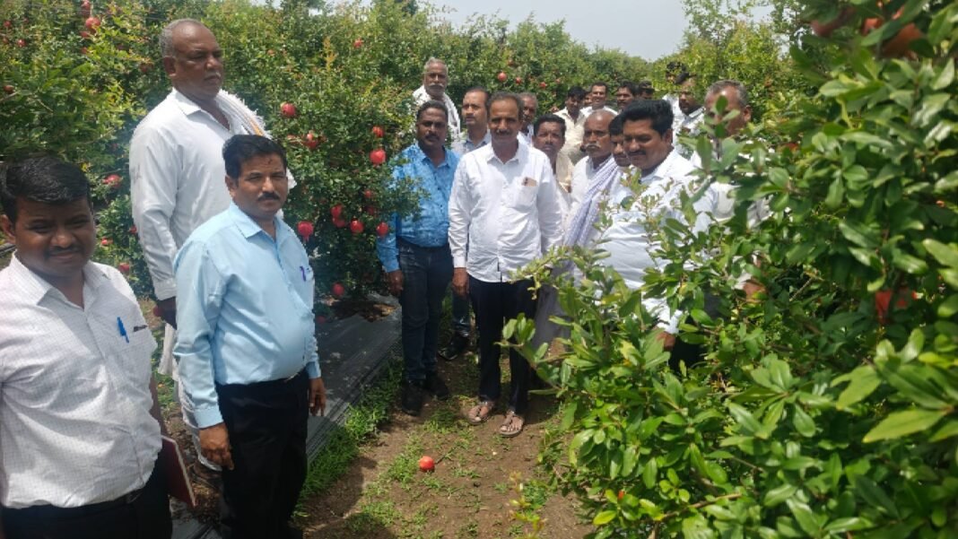 Scientific Cultvation Practices in Pomegranate Farming and disease free saplings