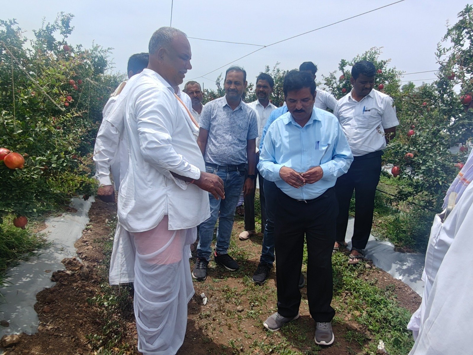 Scientific Cultvation Practices in Pomegranate Farming and disease free saplings